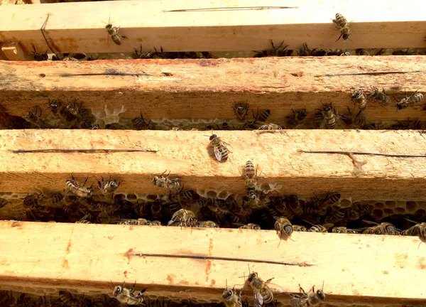 Hintergrund Sechseck Textur Wachswaben Aus Einem Bienenstock Mit Goldenem Honig — Stockfoto