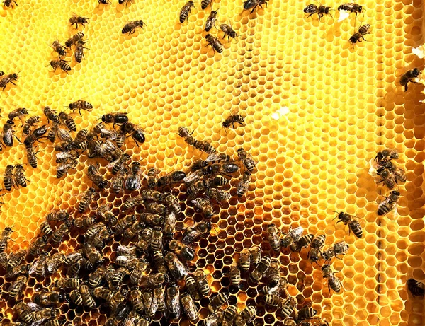 背景六角纹理 蜡蜂窝从一个蜂蜂巢充满金色蜂蜜 蜂窝状宏观摄影 由蜂巢中的蜂蜡 黄色甜蜂蜜组成 蜜蜂蜂蜜花蜜蜂窝 — 图库照片