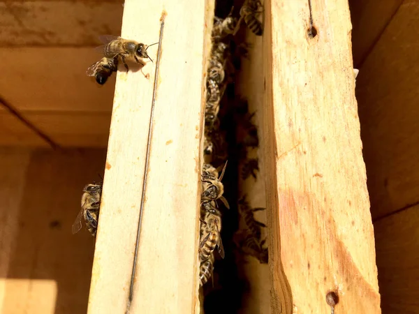 Textura Hexágono Fondo Panal Cera Una Colmena Abejas Llena Miel —  Fotos de Stock