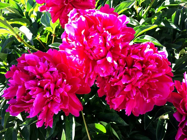 Красочной Фотографии Цветущий Пион Листьями Необычная Ароматная Флора Цветочный Пион — стоковое фото