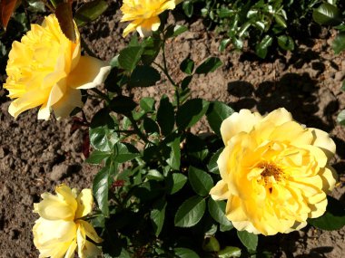 Yeşil yaprakları ile sıradışı aroma buket flora gül çiçek çiçek açan renkli fotoğraf gösterileri. Çiçek pistil, ercik yeşil çimenlerin üzerinde oluşan gül deseni. Botanik çiçek demet gül çiçek.