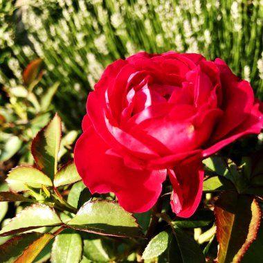 Yeşil yaprakları ile sıradışı aroma buket flora gül çiçek çiçek açan renkli fotoğraf gösterileri. Çiçek pistil, ercik yeşil çimenlerin üzerinde oluşan gül deseni. Botanik çiçek demet gül çiçek.
