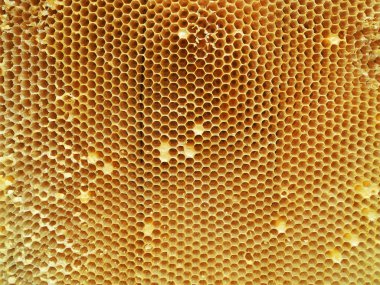 Arka plan altıgen doku, balmumu petek arı kovanı üzerinden altın bal ile dolu. Makro fotoğrafçılık balmumu, arı kovanı gelen sarı tatlı ballar oluşan petek. Arılar peteğin tatlım nektarı