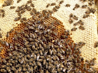 Arka plan altıgen doku, balmumu petek arı kovanı üzerinden altın bal ile dolu. Makro fotoğrafçılık balmumu, arı kovanı gelen sarı tatlı ballar oluşan petek. Arılar peteğin tatlım nektarı