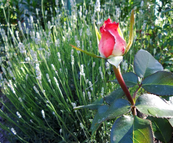 Foto Colorida Muestra Flor Floreciente Rosa Con Hojas Verdes Aroma — Foto de Stock