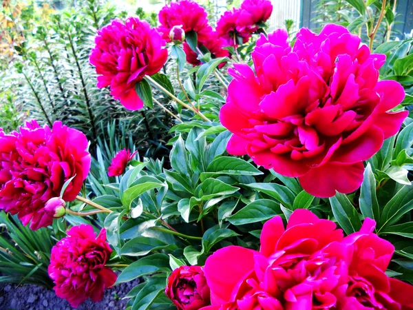 Foto Colorida Mostra Florescendo Peônia Flor Com Folhas Flora Aroma — Fotografia de Stock