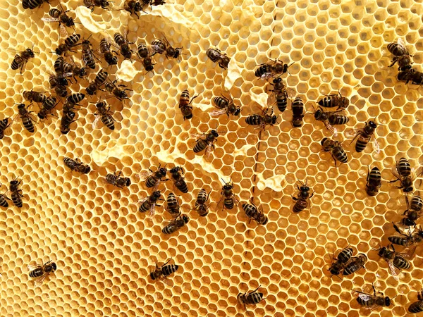 Zeshoek Achtergrondstructuur Wax Honingraat Van Een Bee Hive Gevuld Met — Stockfoto