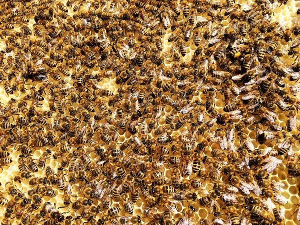 Textura Hexágono Fondo Panal Cera Una Colmena Abejas Llena Miel — Foto de Stock