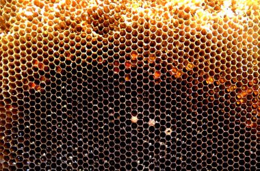 Arka plan altıgen doku, balmumu petek arı kovanı üzerinden altın bal ile dolu. Makro fotoğrafçılık balmumu, arı kovanı gelen sarı tatlı ballar oluşan petek. Arılar peteğin tatlım nektarı