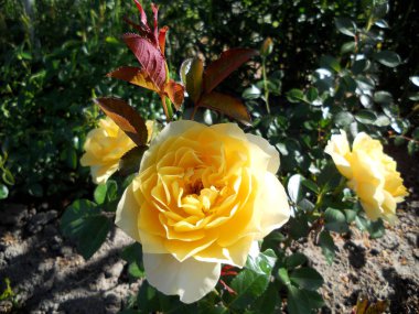 Yeşil yaprakları ile sıradışı aroma buket flora gül çiçek çiçek açan renkli fotoğraf gösterileri. Çiçek pistil, ercik yeşil çimenlerin üzerinde oluşan gül deseni. Botanik çiçek demet gül çiçek.