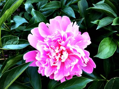 Çiçek şakayık yaprakları, sıradışı aroma buket flora ile çiçeklenme renkli fotoğraf gösterileri. Çiçek şakayık deseni pistil, ercik yeşil çimenlerin üzerinde oluşan. Botanik çiçek grup peonies çıtır.