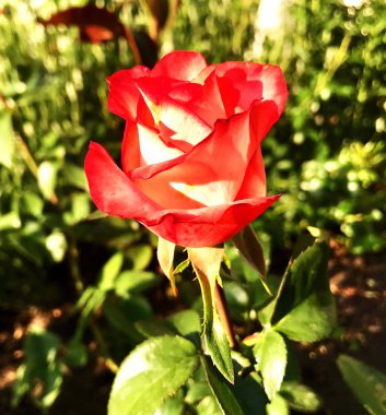 Yeşil yaprakları ile sıradışı aroma buket flora gül çiçek çiçek açan renkli fotoğraf gösterileri. Çiçek pistil, ercik yeşil çimenlerin üzerinde oluşan gül deseni. Botanik çiçek demet gül çiçek.