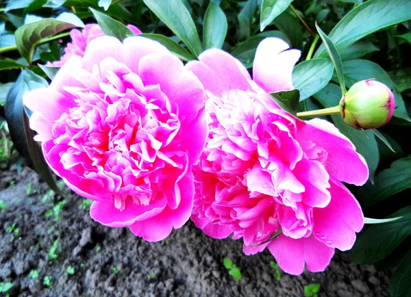 꽃다발 다채로운 보여줍니다 잔디에 패턴입니다 — 스톡 사진