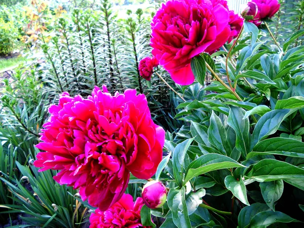 カラフルな写真は 珍しい香りの花束植物の葉でシャクヤクの花の開花を示しています 花の牡丹柄が雌しべ 雄しべは緑の草の上から成る 牡丹の花の植物の花の束 — ストック写真