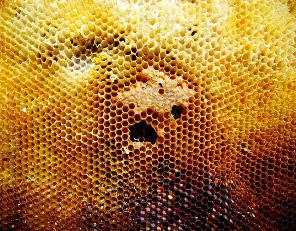 Arka plan altıgen doku, balmumu petek arı kovanı üzerinden altın bal ile dolu. Makro fotoğrafçılık balmumu, arı kovanı gelen sarı tatlı ballar oluşan petek. Arılar peteğin tatlım nektarı