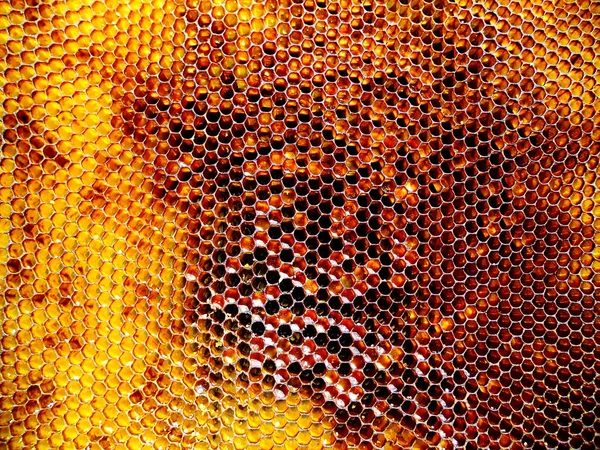 Arka plan altıgen doku, balmumu petek arı kovanı üzerinden altın bal ile dolu. Makro fotoğrafçılık balmumu, arı kovanı gelen sarı tatlı ballar oluşan petek. Arılar peteğin tatlım nektarı