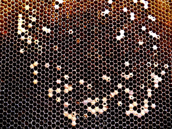 Arka plan altıgen doku, balmumu petek arı kovanı üzerinden altın bal ile dolu. Makro fotoğrafçılık balmumu, arı kovanı gelen sarı tatlı ballar oluşan petek. Arılar peteğin tatlım nektarı