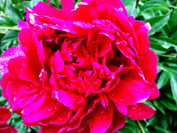 カラフルな写真は 珍しい香りの花束植物の葉でシャクヤクの花の開花を示しています 花の牡丹柄が雌しべ 雄しべは緑の草の上から成る 牡丹の花の植物の花の束 — ストック写真