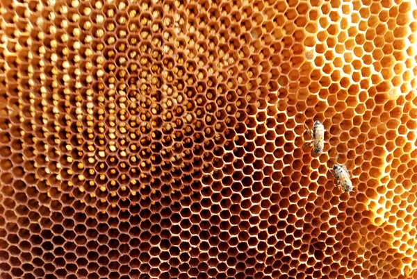 Textura Hexágono Fundo Favo Mel Cera Uma Colmeia Abelhas Cheia — Fotografia de Stock