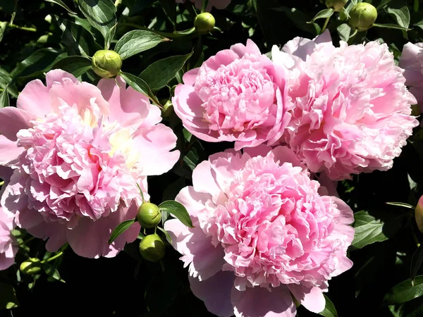 カラフルな写真は 珍しい香りの花束植物の葉でシャクヤクの花の開花を示しています 花の牡丹柄が雌しべ 雄しべは緑の草の上から成る 牡丹の花の植物の花の束 — ストック写真