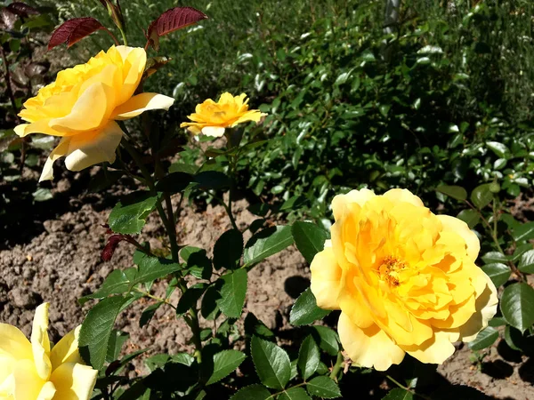 カラフルな写真は 緑の葉 珍しい香りの花束植物とバラの花を咲くを示しています 花柄はバラ 雌しべ 雄しべは緑の草の上から成る バラの花の植物の花の束 — ストック写真