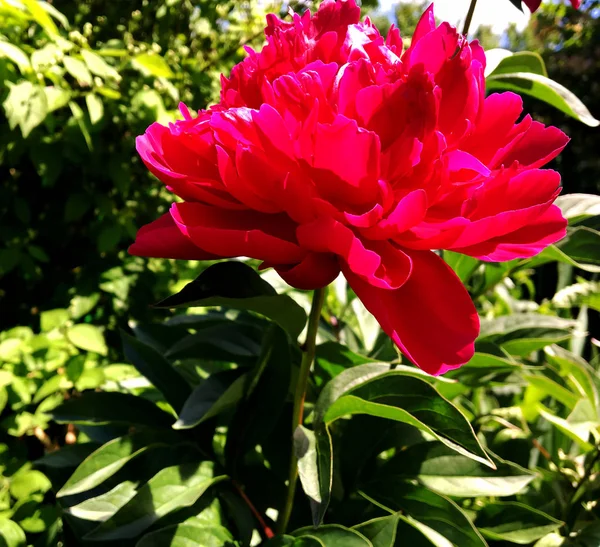Çiçek şakayık yaprakları, sıradışı aroma buket flora ile çiçeklenme renkli fotoğraf gösterileri. Çiçek şakayık deseni pistil, ercik yeşil çimenlerin üzerinde oluşan. Botanik çiçek grup peonies çıtır.