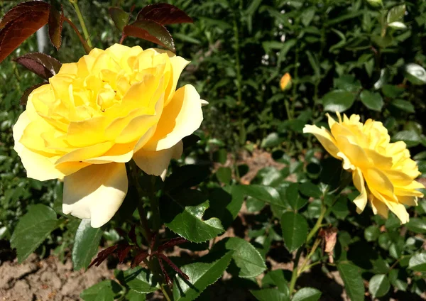 Yeşil yaprakları ile sıradışı aroma buket flora gül çiçek çiçek açan renkli fotoğraf gösterileri. Çiçek pistil, ercik yeşil çimenlerin üzerinde oluşan gül deseni. Botanik çiçek demet gül çiçek.