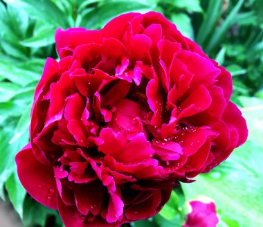 Çiçek şakayık yaprakları, sıradışı aroma buket flora ile çiçeklenme renkli fotoğraf gösterileri. Çiçek şakayık deseni pistil, ercik yeşil çimenlerin üzerinde oluşan. Botanik çiçek grup peonies çıtır.