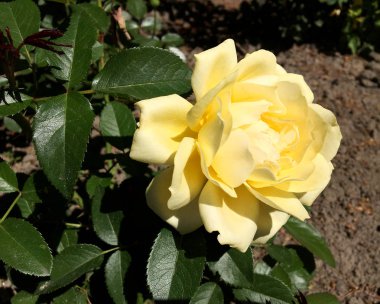 Yeşil yaprakları ile sıradışı aroma buket flora gül çiçek çiçek açan renkli fotoğraf gösterileri. Çiçek pistil, ercik yeşil çimenlerin üzerinde oluşan gül deseni. Botanik çiçek demet gül çiçek.