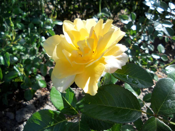 Красочной Фотографии Цветущая Цветочная Роза Зелеными Листьями Необычная Ароматная Флора — стоковое фото