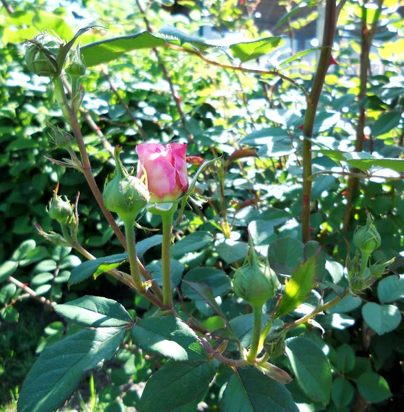 Den Färgglada Foto Visar Blommande Blomma Ros Med Gröna Blad — Stockfoto