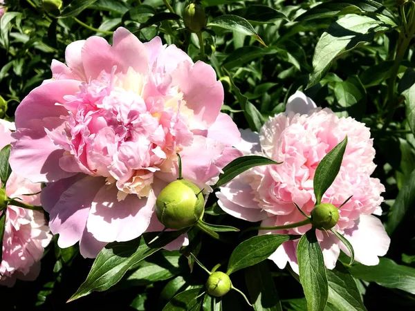 カラフルな写真は 珍しい香りの花束植物の葉でシャクヤクの花の開花を示しています 花の牡丹柄が雌しべ 雄しべは緑の草の上から成る 牡丹の花の植物の花の束 — ストック写真