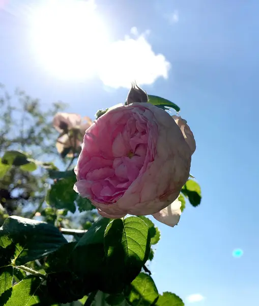 Den Färgglada Foto Visar Blommande Blomma Ros Med Gröna Blad — Stockfoto