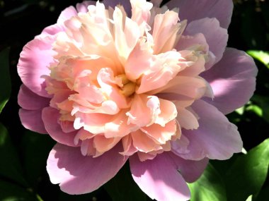 Çiçek şakayık yaprakları, sıradışı aroma buket flora ile çiçeklenme renkli fotoğraf gösterileri. Çiçek şakayık deseni pistil, ercik yeşil çimenlerin üzerinde oluşan. Botanik çiçek grup peonies çıtır.