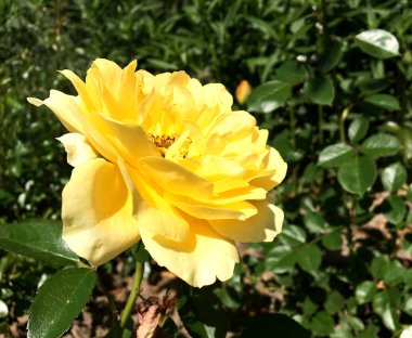 Yeşil yaprakları ile sıradışı aroma buket flora gül çiçek çiçek açan renkli fotoğraf gösterileri. Çiçek pistil, ercik yeşil çimenlerin üzerinde oluşan gül deseni. Botanik çiçek demet gül çiçek.