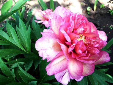 Çiçek şakayık yaprakları, sıradışı aroma buket flora ile çiçeklenme renkli fotoğraf gösterileri. Çiçek şakayık deseni pistil, ercik yeşil çimenlerin üzerinde oluşan. Botanik çiçek grup peonies çıtır.