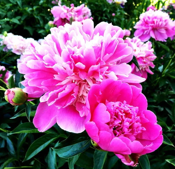 カラフルな写真は 珍しい香りの花束植物の葉でシャクヤクの花の開花を示しています 花の牡丹柄が雌しべ 雄しべは緑の草の上から成る 牡丹の花の植物の花の束 — ストック写真