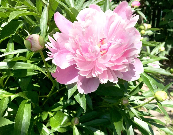 Kolorowe Zdjęcie Pokazuje Kwitnący Kwiat Piwonii Liści Niezwykły Aromat Bukiet — Zdjęcie stockowe