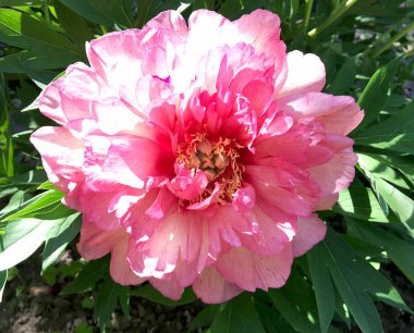 Çiçek şakayık yaprakları, sıradışı aroma buket flora ile çiçeklenme renkli fotoğraf gösterileri. Çiçek şakayık deseni pistil, ercik yeşil çimenlerin üzerinde oluşan. Botanik çiçek grup peonies çıtır.