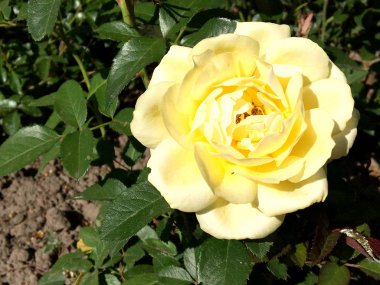 Yeşil yaprakları ile sıradışı aroma buket flora gül çiçek çiçek açan renkli fotoğraf gösterileri. Çiçek pistil, ercik yeşil çimenlerin üzerinde oluşan gül deseni. Botanik çiçek demet gül çiçek.