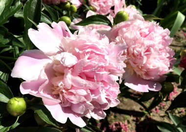 Çiçek şakayık yaprakları, sıradışı aroma buket flora ile çiçeklenme renkli fotoğraf gösterileri. Çiçek şakayık deseni pistil, ercik yeşil çimenlerin üzerinde oluşan. Botanik çiçek grup peonies çıtır.