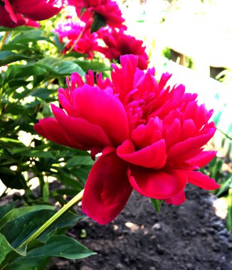 Çiçek şakayık yaprakları, sıradışı aroma buket flora ile çiçeklenme renkli fotoğraf gösterileri. Çiçek şakayık deseni pistil, ercik yeşil çimenlerin üzerinde oluşan. Botanik çiçek grup peonies çıtır.