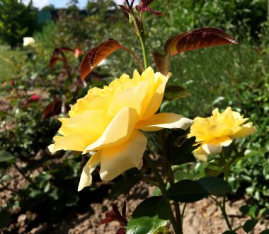 Yeşil yaprakları ile sıradışı aroma buket flora gül çiçek çiçek açan renkli fotoğraf gösterileri. Çiçek pistil, ercik yeşil çimenlerin üzerinde oluşan gül deseni. Botanik çiçek demet gül çiçek.
