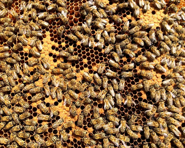 Εξάγωνο Υφή Φόντου Κερήθρα Κερί Από Μια Μέλισσα Κυψέλη Γεμάτη — Φωτογραφία Αρχείου