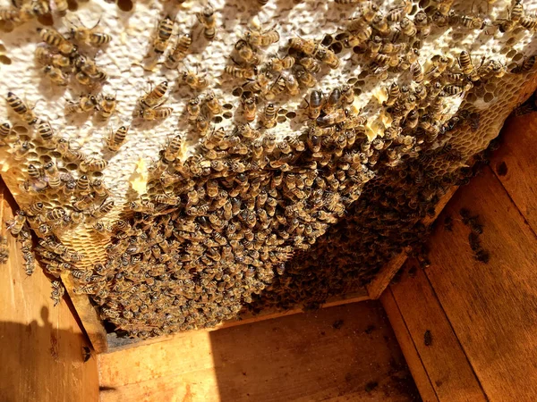 Textura Hexágono Fondo Panal Cera Una Colmena Abejas Llena Miel —  Fotos de Stock