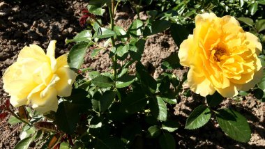 Yeşil yaprakları ile sıradışı aroma buket flora gül çiçek çiçek açan renkli fotoğraf gösterileri. Çiçek pistil, ercik yeşil çimenlerin üzerinde oluşan gül deseni. Botanik çiçek demet gül çiçek.