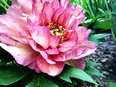Çiçek şakayık yaprakları, sıradışı aroma buket flora ile çiçeklenme renkli fotoğraf gösterileri. Çiçek şakayık deseni pistil, ercik yeşil çimenlerin üzerinde oluşan. Botanik çiçek grup peonies çıtır.