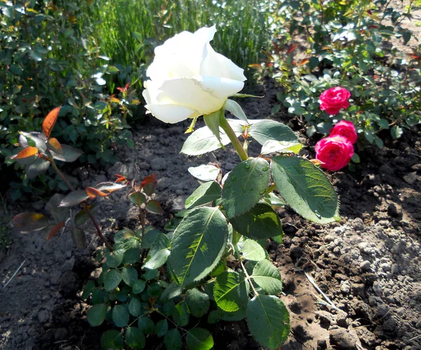 Photo Colorée Montre Fleur Fleurie Rose Avec Des Feuilles Vertes — Photo