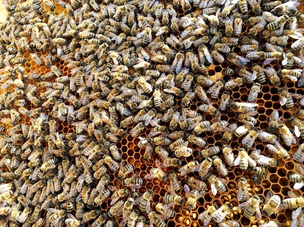 Textura Hexágono Fondo Panal Cera Una Colmena Abejas Llena Miel — Foto de Stock