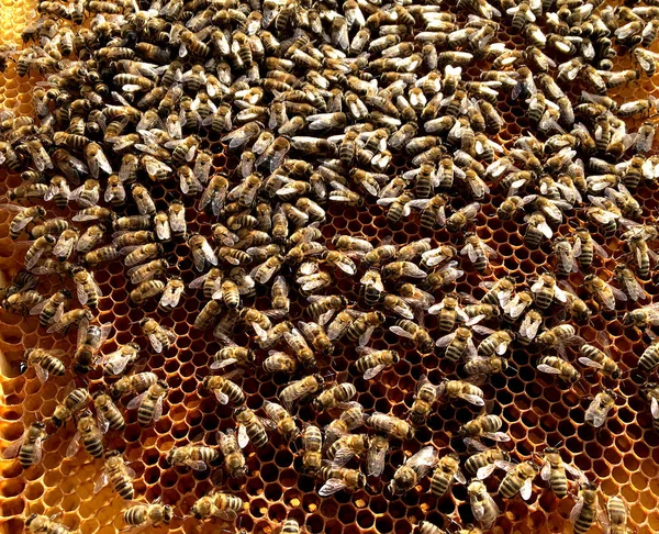 Zeshoek Achtergrondstructuur Wax Honingraat Van Een Bee Hive Gevuld Met — Stockfoto